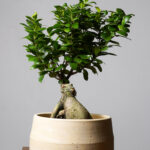 Ficus ginseng con vaso D&M